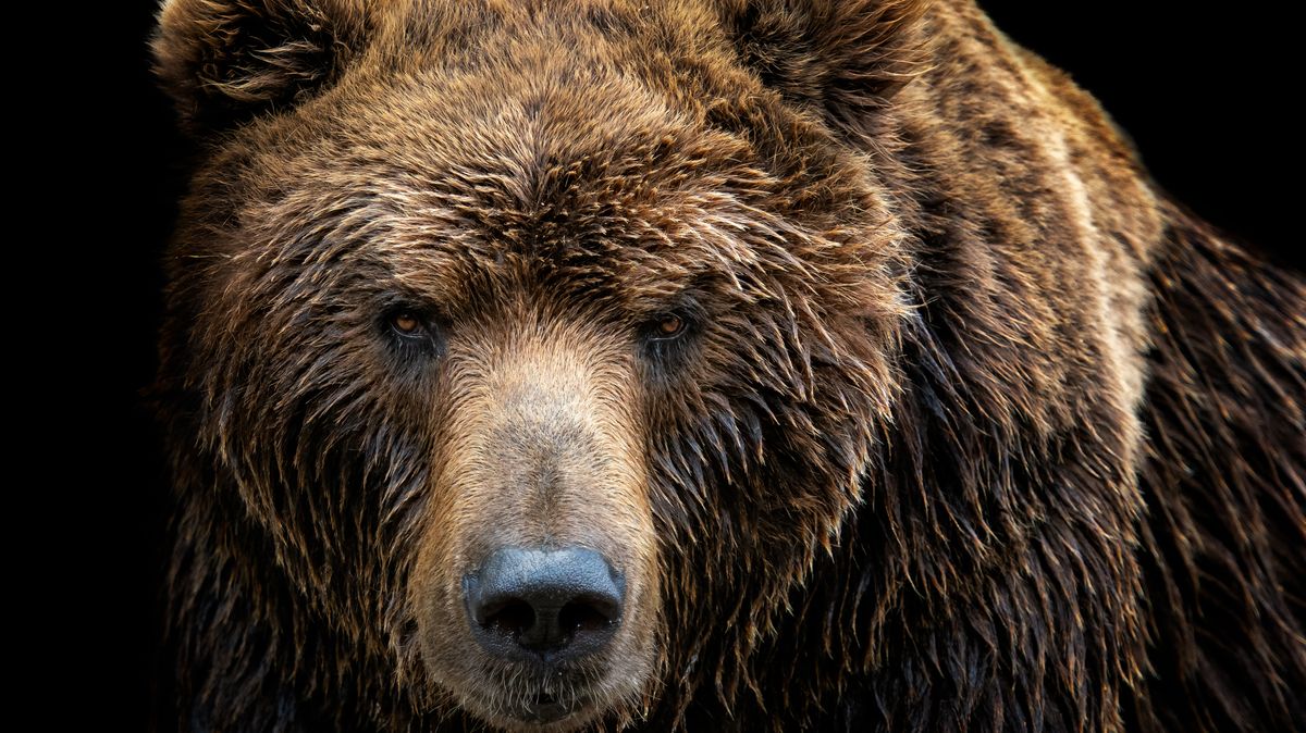 Medvěd honil v Nízkých Tatrách dva lidi, ženu našli mrtvou